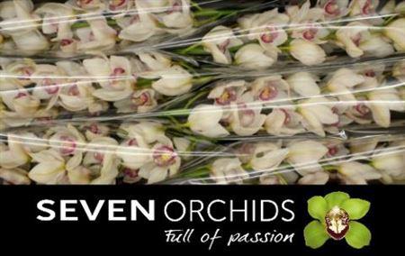 Cymbidium grootbloemig per tak 'Time Out'