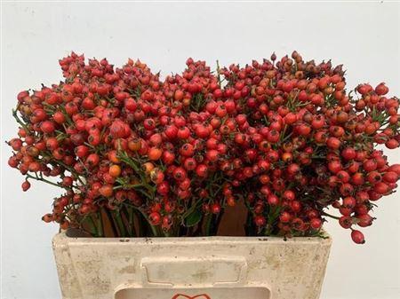 Rosa Magical Orange Pride