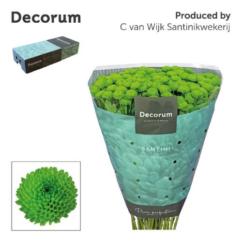 Chrysanthemum Indicum Grp tros santini Country