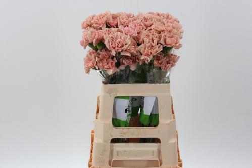 Dianthus standaard Caramel