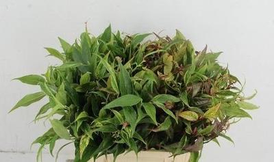 Leucothoe walteri 'Rainbow'