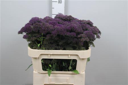 Trachelium caeruleum Purple Lake Michigan