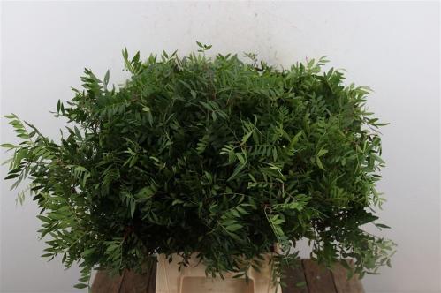 Pistacia (blad) per bos