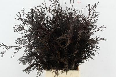 Decoratiegroen kleurbehandeld H%