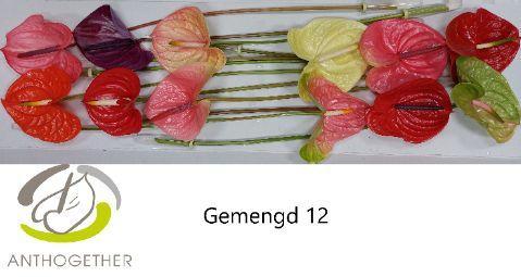 Anthurium Andreanum Grp gemengd