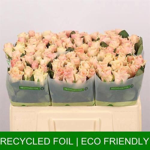 Rosa grootbloemig Sweet Tacazzi+