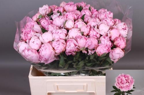 Paeonia Lactiflora Grp 'Sarah Bernhardt'