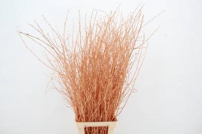 Betula per bos kleurbehandeld