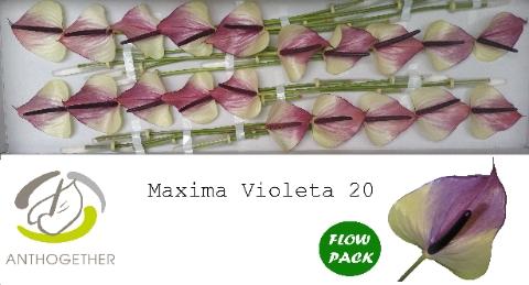 Anthurium Andreanum Grp Maxima Violeta