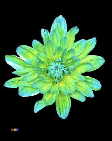 Chrysanthemum Indicum Grp tros kas kleurbehandeld H%