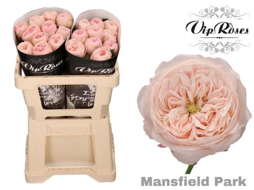 Rosa kleinbloemig Mansfield Park