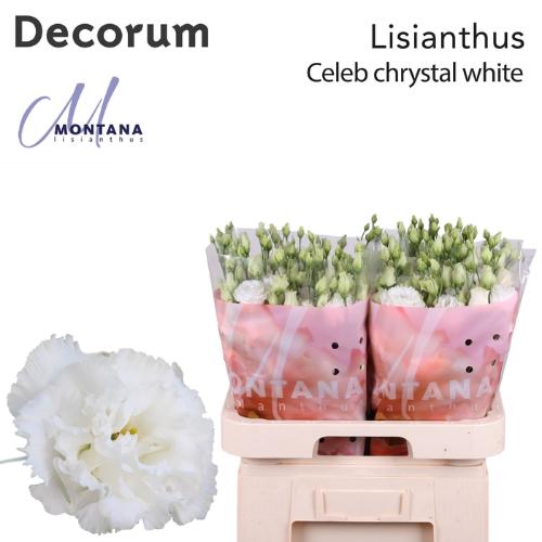 Eustoma russellianum gevuldbloemig 'Celeb Chrystal'
