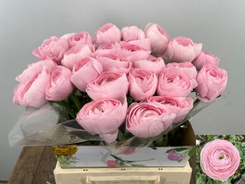 Ranunculus asiaticus Succes Hanoi