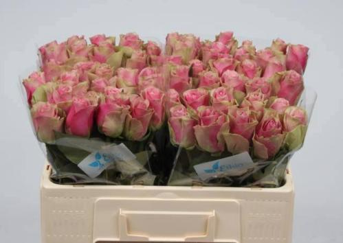 Rosa grootbloemig Belle Rose