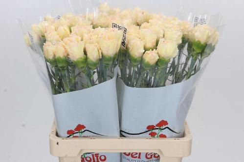 Dianthus standaard 'Happy Tea'