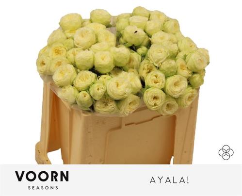 Rosa tros Ayala!