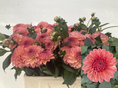 Dahlia Decor Grp 'Sebastian'