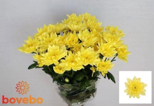 Chrysanthemum Indicum Grp tros kas Baltica Yellow