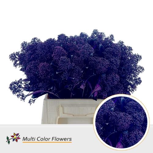 Skimmia per bos overig kleurbehandeld H%