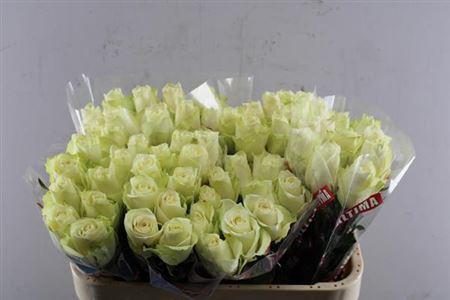 Rosa grootbloemig Athena