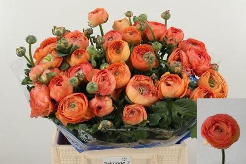 Ranunculus asiaticus 'Dolcevita Salmone'