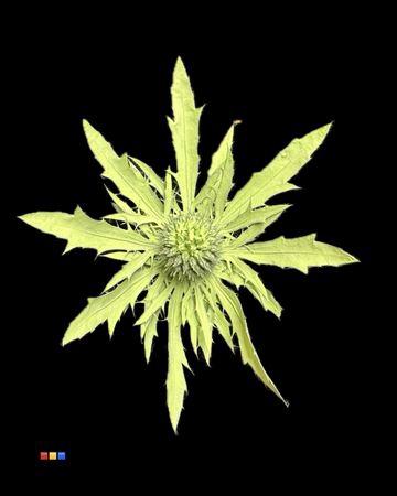 Eryngium alpinum kleurbehandeld H%