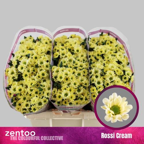 Chrysanthemum Indicum Grp tros santini Rossi Cream
