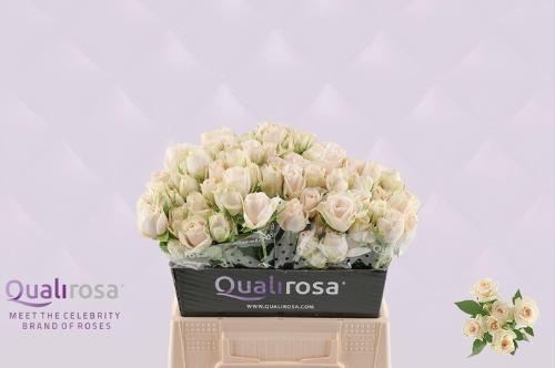 Rosa tros Super Bubbles