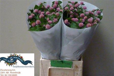 Gomphrena globosa overig