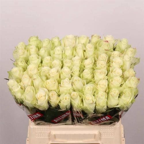 Rosa grootbloemig Athena