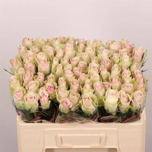 Rosa grootbloemig Pink Athena