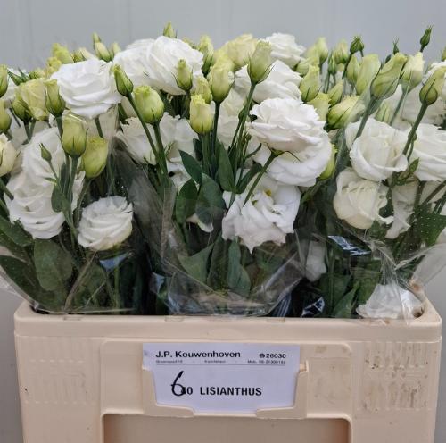 Eustoma russellianum gevuldbloemig 'Rosita White'