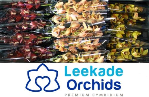 Cymbidium mini per tak gemengd 2 kleuren