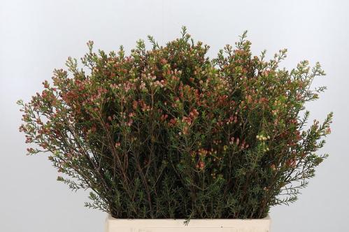 Chamelaucium 'Adi'
