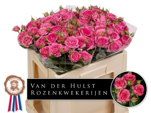 Rosa tros Pink Dimension