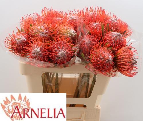 Leucospermum cordifolium 'Tango'