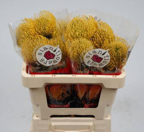 Leucospermum nutans 'High Gold'