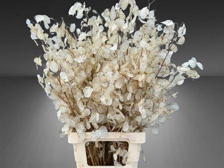 Lunaria annua (groene penning)