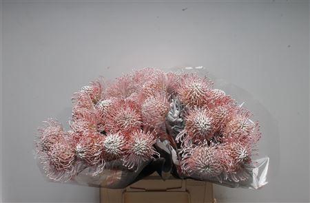 Leucospermum 'Naomi' kleurbehandeld H%