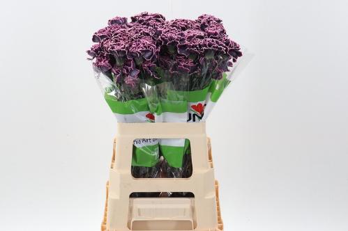 Dianthus standaard kleurbehandeld H%