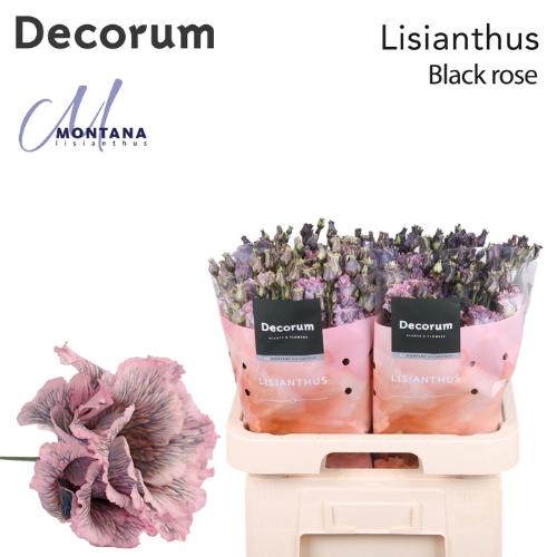 Eustoma russellianum gevuldbloemig overig