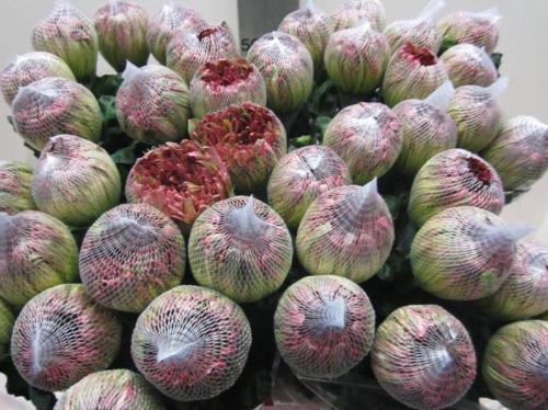 Chrysanthemum (Indicum Grp) geplozen Antonov kleurbehandeld H%