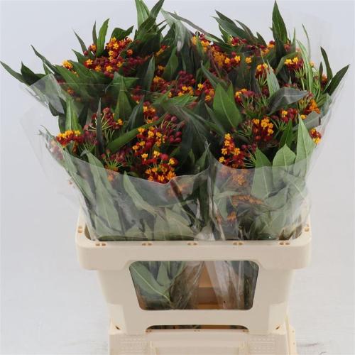 Asclepias 'Serenade'