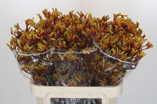 Anigozanthos 'Gold Fever'