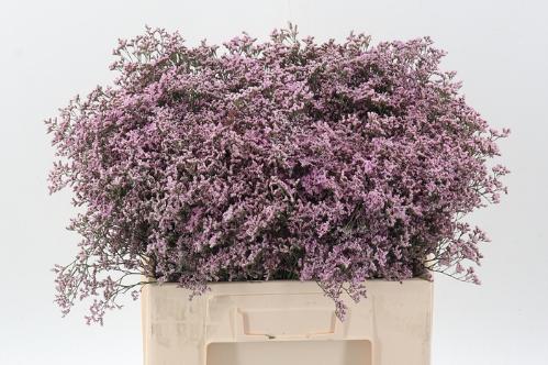 Limonium Safora Oshi Pink
