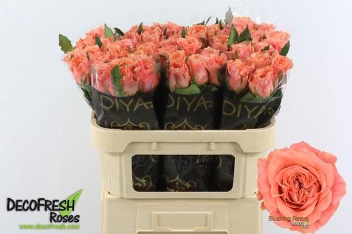 Rosa grootbloemig Blushing Reeva