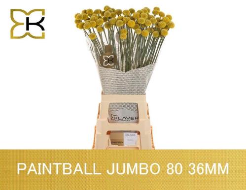Craspedia globosa Paintball Jumbo
