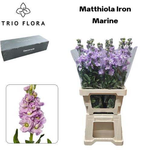 Matthiola incana 'Iron Marine'