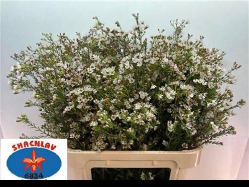 Chamelaucium 'Blondie'