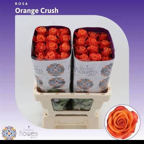 Rosa grootbloemig Orange Crush